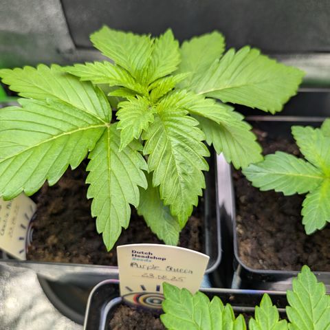 Grow Mix growlog timeline photo
