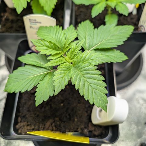 Grow Mix growlog timeline photo