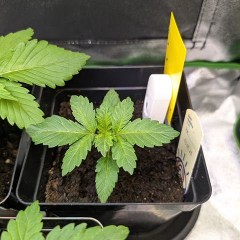 Grow Mix growlog timeline photo