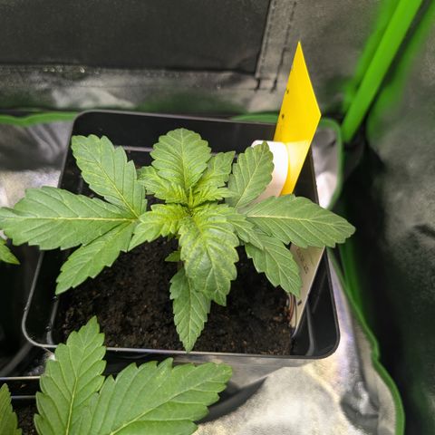 Grow Mix growlog timeline photo