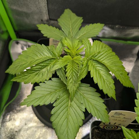 Grow Mix growlog timeline photo