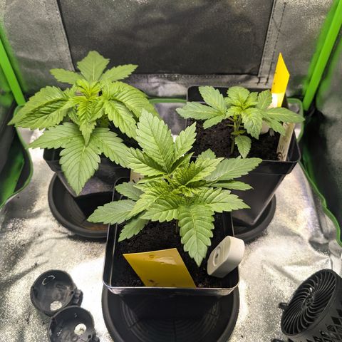 Grow Mix growlog timeline photo