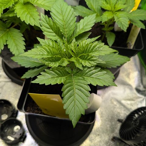 Grow Mix growlog timeline photo