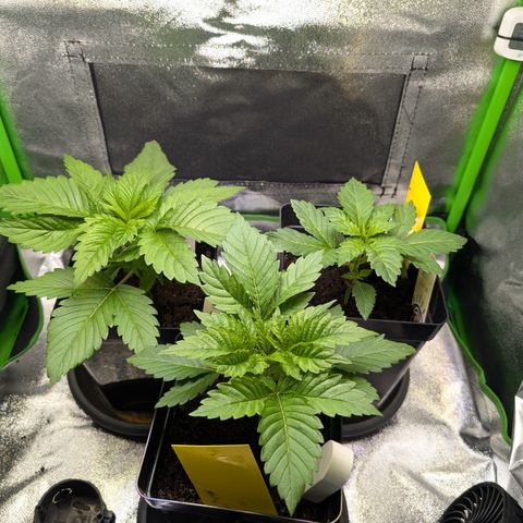 Grow Mix growlog timeline photo