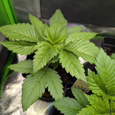Grow Mix growlog timeline photo