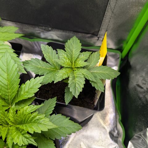 Grow Mix growlog timeline photo