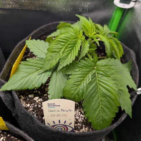 Grow Mix growlog timeline photo