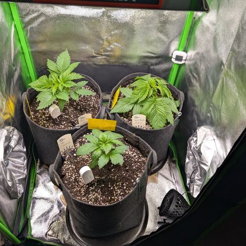 Grow Mix growlog timeline photo