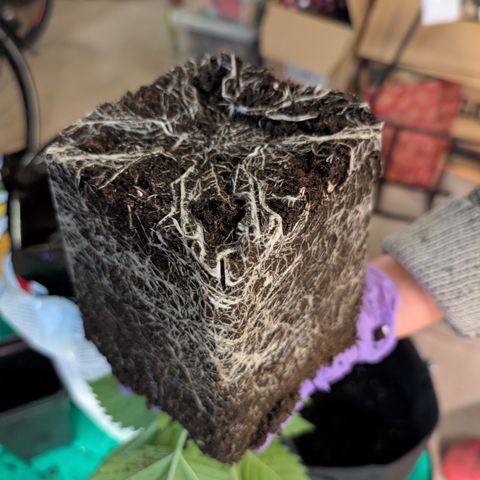 Grow Mix growlog timeline photo