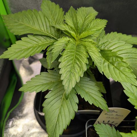 Grow Mix growlog timeline photo
