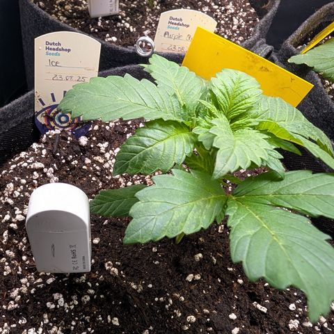 Grow Mix growlog timeline photo