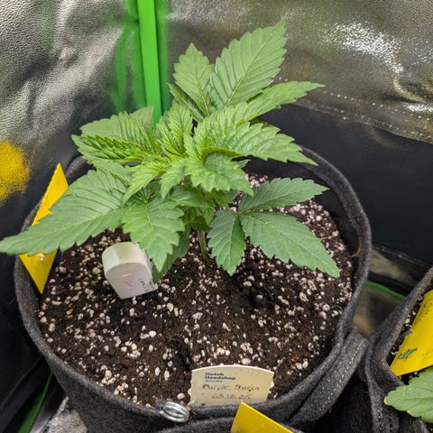 Grow Mix growlog timeline photo