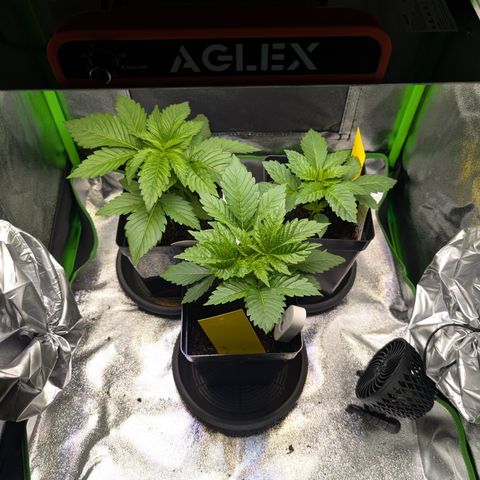 Grow Mix growlog timeline photo