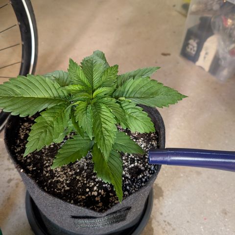 Grow Mix growlog timeline photo