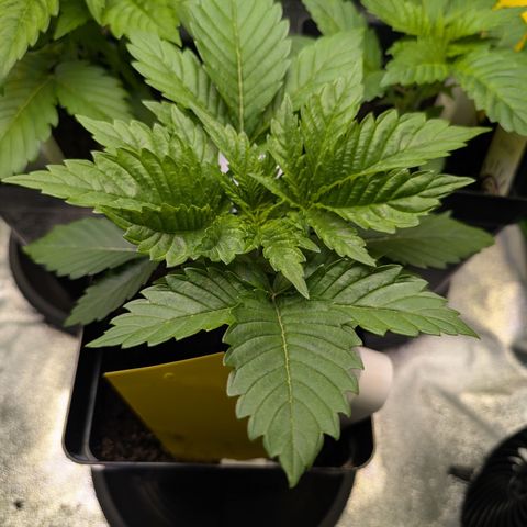 Grow Mix growlog timeline photo