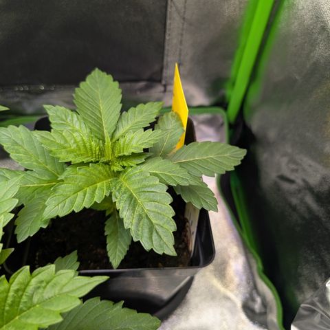 Grow Mix growlog timeline photo