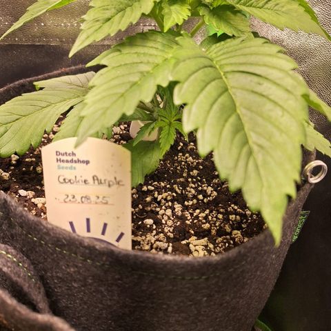Grow Mix growlog timeline photo