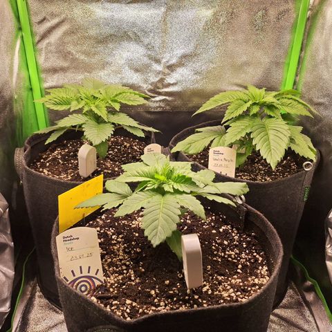 Grow Mix growlog timeline photo