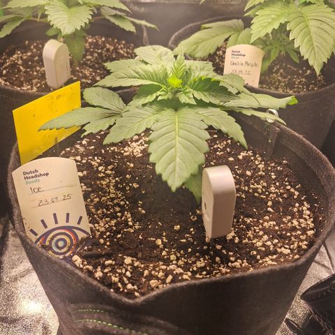 Grow Mix growlog timeline photo