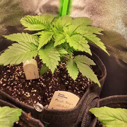 Grow Mix growlog timeline photo