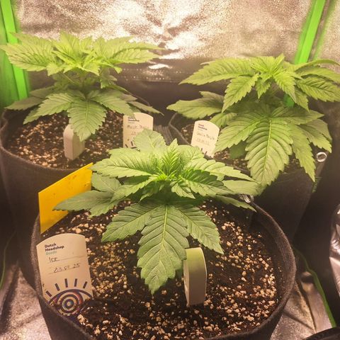 Grow Mix growlog timeline photo