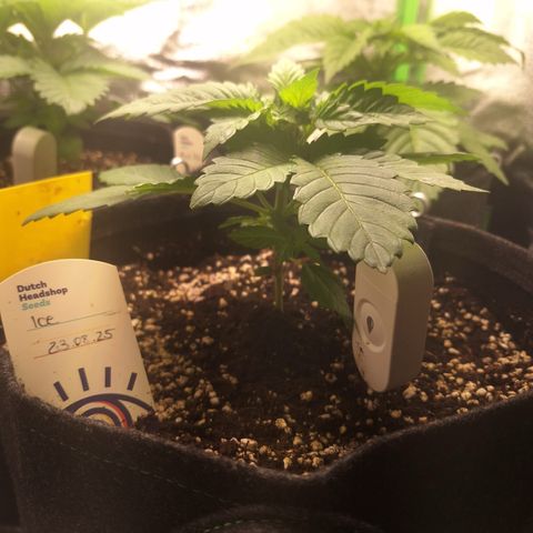 Grow Mix growlog timeline photo