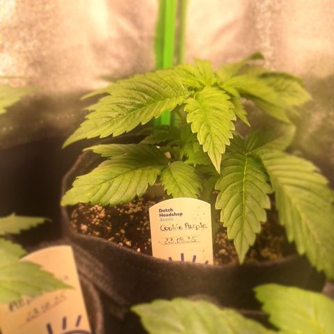Grow Mix growlog timeline photo