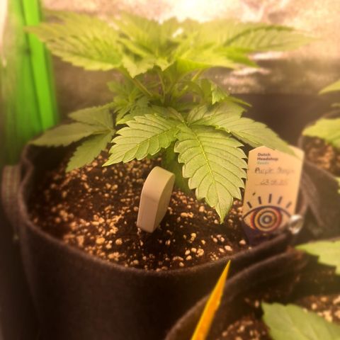 Grow Mix growlog timeline photo