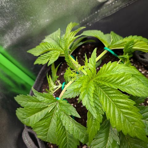 Grow Mix growlog timeline photo