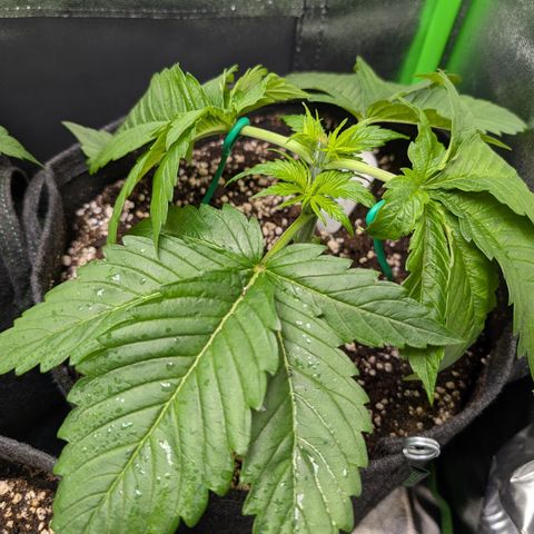 Grow Mix growlog timeline photo