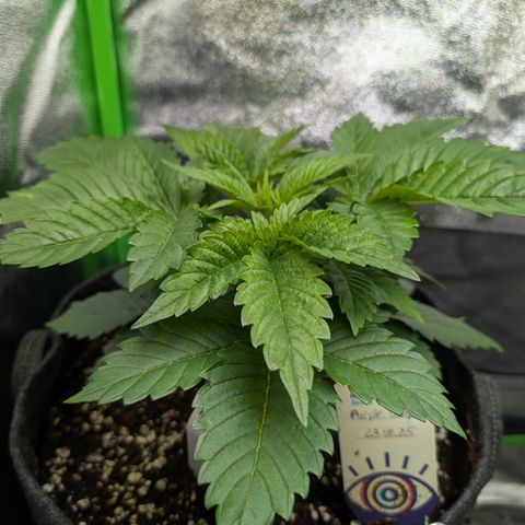 Grow Mix growlog timeline photo