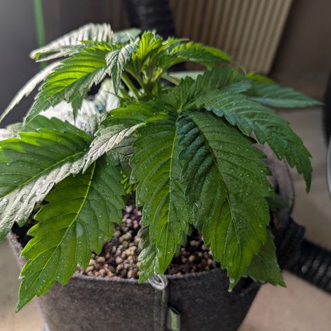 Grow Mix growlog timeline photo