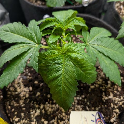 Grow Mix growlog timeline photo