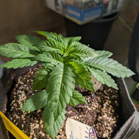 Grow Mix growlog timeline photo