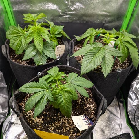 Grow Mix growlog timeline photo
