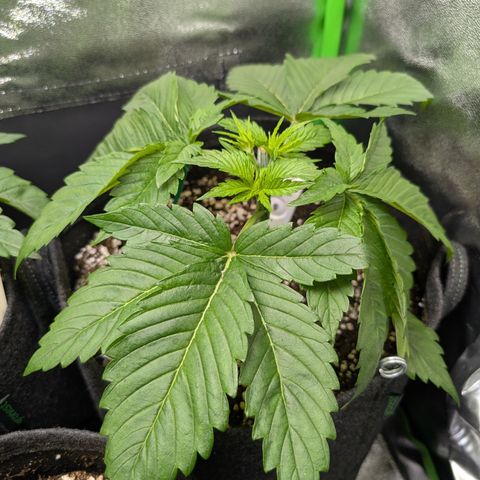 Grow Mix growlog timeline photo