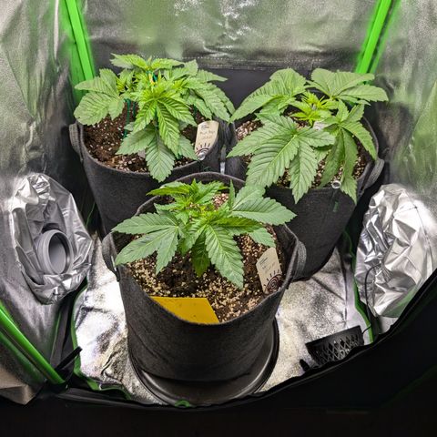 Grow Mix growlog timeline photo
