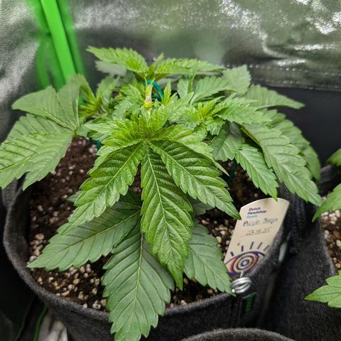 Grow Mix growlog timeline photo