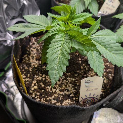Grow Mix growlog timeline photo