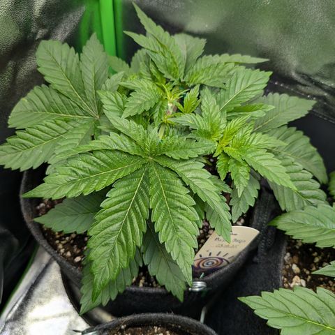 Grow Mix growlog timeline photo