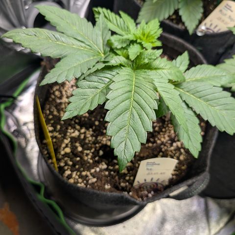 Grow Mix growlog timeline photo