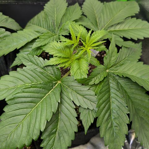 Grow Mix growlog timeline photo