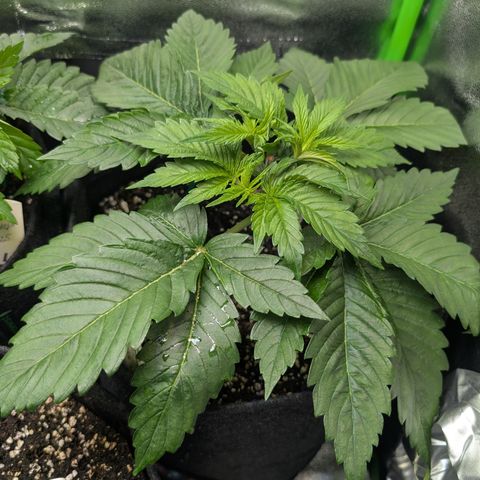 Grow Mix growlog timeline photo