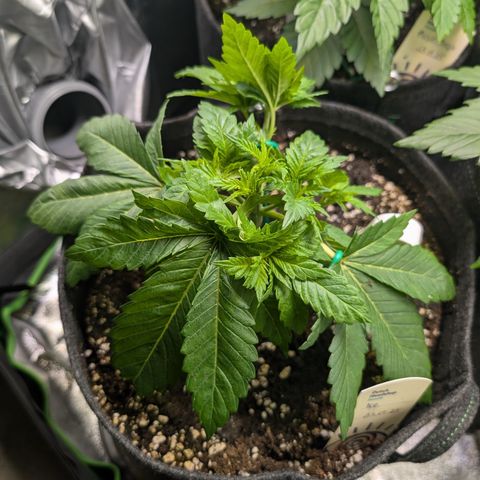 Grow Mix growlog timeline photo