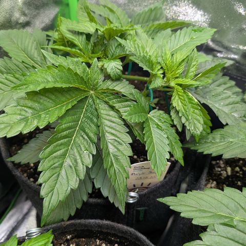 Grow Mix growlog timeline photo