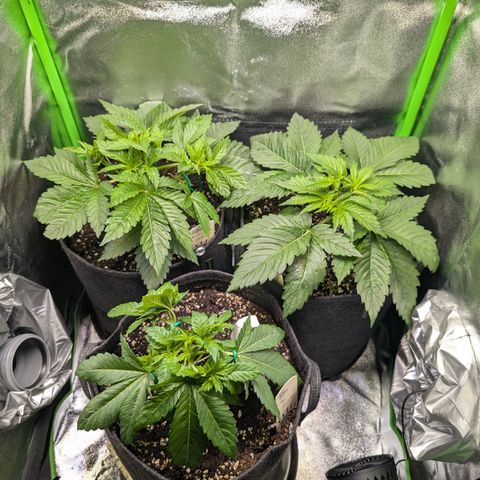 Grow Mix growlog timeline photo