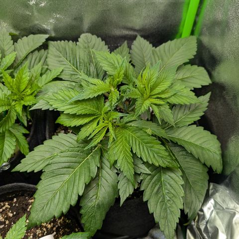 Grow Mix growlog timeline photo