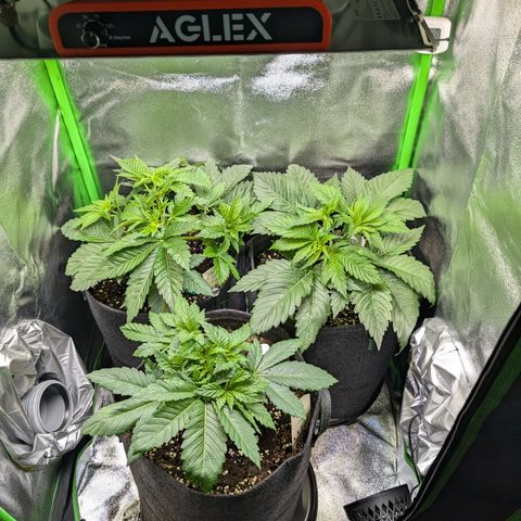 Grow Mix growlog timeline photo
