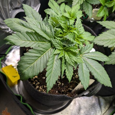 Grow Mix growlog timeline photo