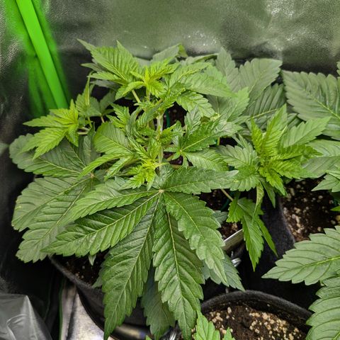 Grow Mix growlog timeline photo